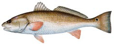 Red Drum Fish